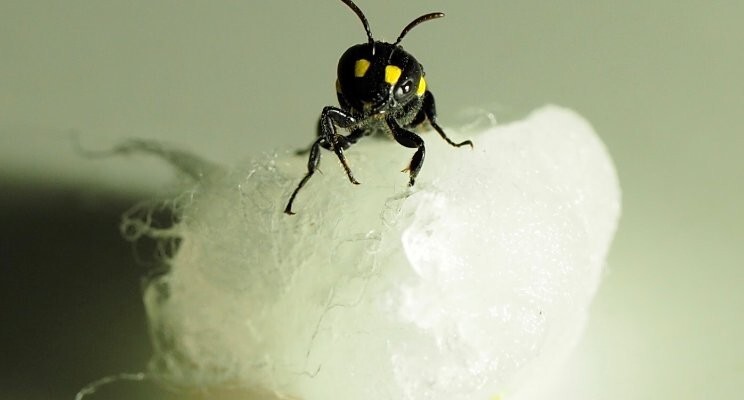 A bee on white fibre.