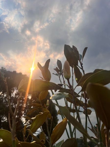 Middle school category award winning photo Shine the Light by Amara Gauld.