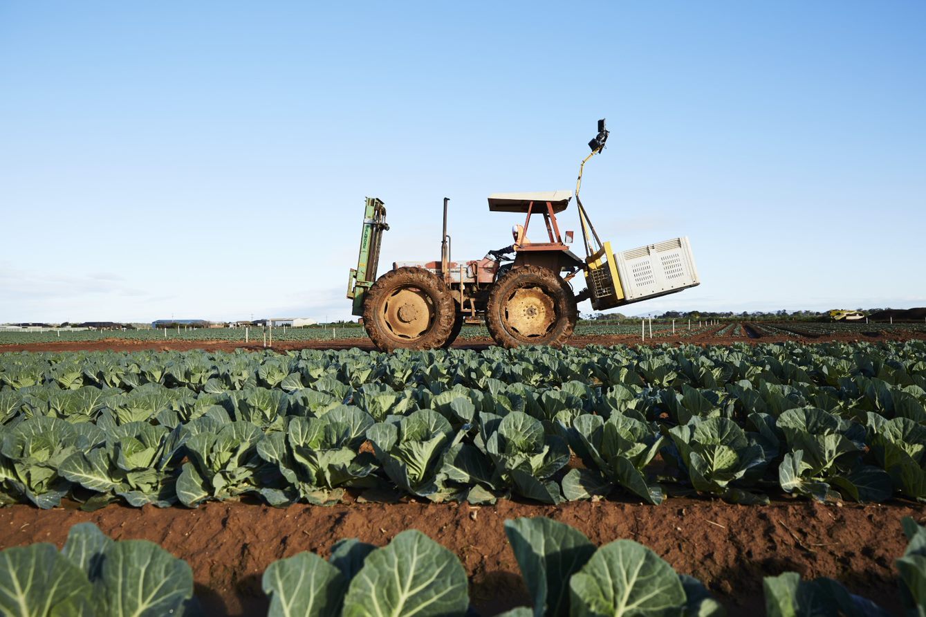 Tractor in a cabbage field