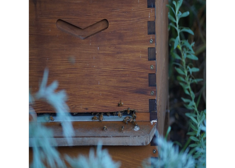 Bee/lieve in the future
My photo symbolises that one day keeping this planet alive might come down to us.The photo is of our urban beehive in our backyard. They thrive there and live a happy life. Sustainability is an important role in the everyday life of day to day people living in our forever changing world. I see sustainability as a key element on planet Earth along with nature, life and harmony. That's why this photo reminds us of our role in keeping our future planet thriving.
Belmont Primary School - Uma - Year 4