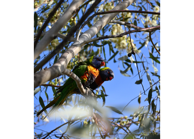 Rainbow
The image of the two-rainbow lorikeet nestled among the eucalyptus branches reflects what a climate ready future means to me: protecting biodiversity and the ecosystems that sustain it. A climate future is one where all kinds of wildlife continue to thrive alongside of us, with access to healthy environments, clean air, and stable weather. Building this future requires a nation-wide effort, to preserve natural habitats, reduce emissions, and live more sustainably so that the beauty of nature can continue to flourish.
Melbourne Girls College, Richmond - Thalia - Year 11