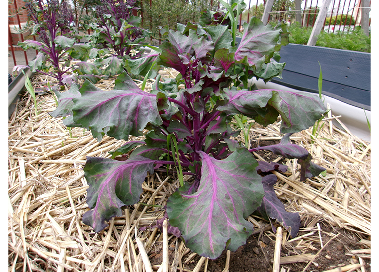 Beetroot harvest
We like to grow beetroot because it is healthy and gives us yummy food to cook with. Because it is grown close to home, we don’t have to drive food so far, which is better for the planet. Growing beetroot is one way we can care for the Earth and prepare for changing weather patterns.
St Aloysius School Redan - Lucy - Year 1