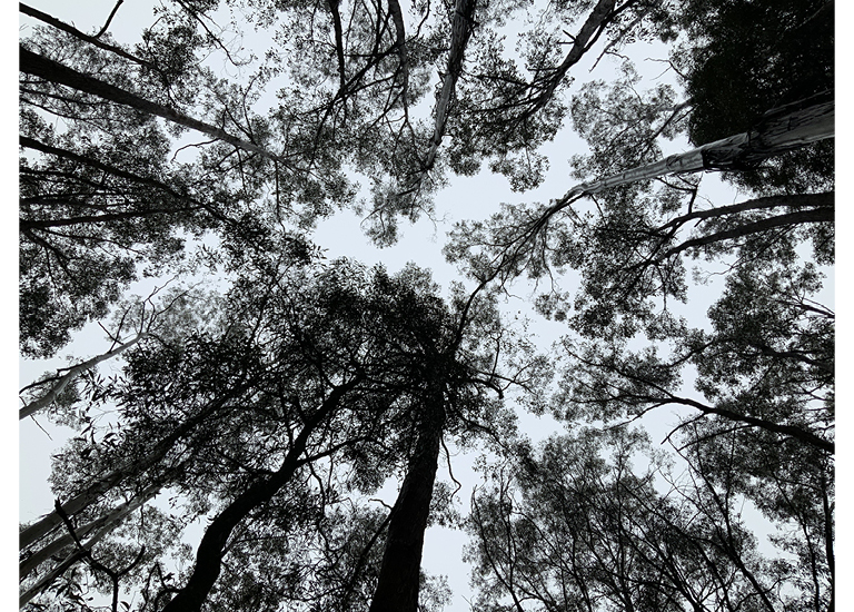 Heart and nature
This photo of trees reminds me of a heart and nature. I took this photo because I thought trees are our best helper for the environment, trees give us shade, and homes for animals. Our trees give us clean air to breathe and are a really pretty part of nature. Trees also give more biodiversity to animals and to the world. I think my photo really represents wildlife and nature. You can look at this photo and be like this shows the beauty of nature and overall, just how wonderful it is like to go outside!
Wendouree Primary School - Amelia - Year 4