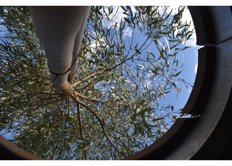 Seeds of tomorrow
This image captures a eucalyptus tree photographed from below using the leading lines technique. This perspective from below, emphasizes the tree’s growth, reminding us that every tree began as a seedling. This idea reflects the human journey, where small concepts can grow into large realities and are long lasting. Just as a seedling requires care and time to flourish, building a climate ready future depends on the choices and actions we take today. The photograph is a symbol of hope, progress and the importance of nurturing growth to ensure a sustainable world for generations to come, starting from today.
Xavier College, Kew - Matthew - Year 10